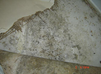 mold-inspection-houston