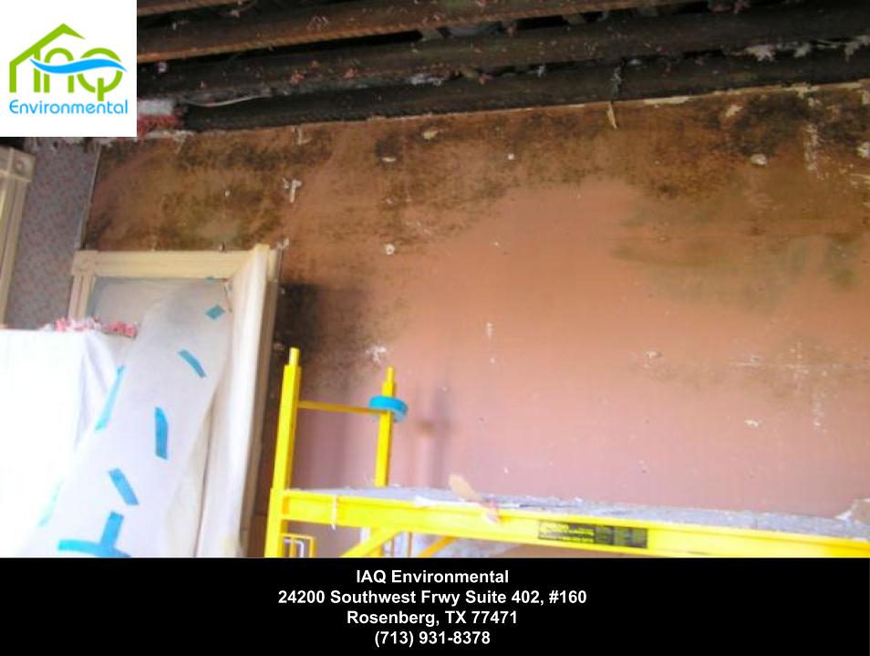 mold-inspection-houston