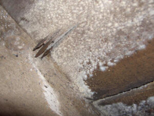 mold-inspection-houston