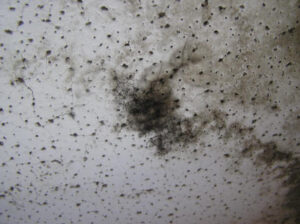mold-inspection-houston