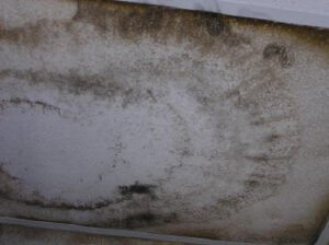 mold-inspection-houston